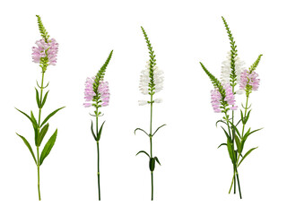 Three flowers of Physostegia virginiana and an example of composition from them. Set of elements for creating collage or design, cards, invitations. All elements isolated on white background.