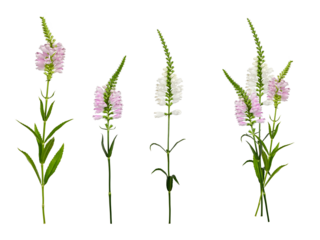 Three flowers of Physostegia virginiana and an example of composition from them. Set of elements for creating collage or design, cards, invitations. All elements isolated on white background.