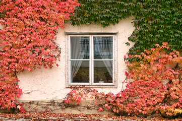 Fototapeta na wymiar wall with old wooden window and colorful creeper leafs autumn season