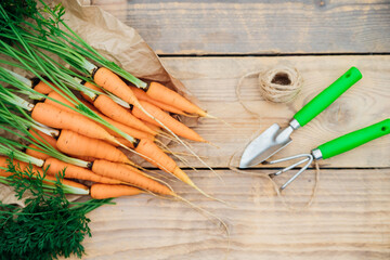 Fresh carrots on a wooden background. Garden tools. Rake and shovel. Vegetables and root vegetables...