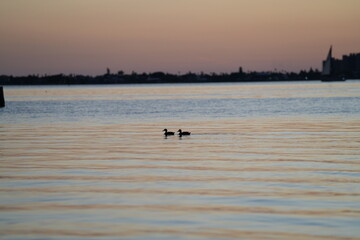 sunset on the beach with ducks