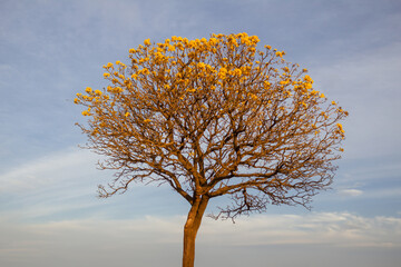 Um ipê amarelo florido com a luz do final da tarde com o céu azul ao fundo. Ipê é uma árvore...