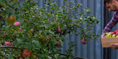 the farmer collects apples in the garden in a wooden box.