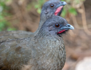 Plain Chachalaca in Texas Thicket