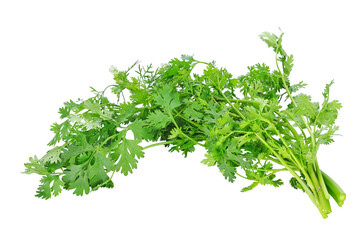 Coriander bunch transparent png
