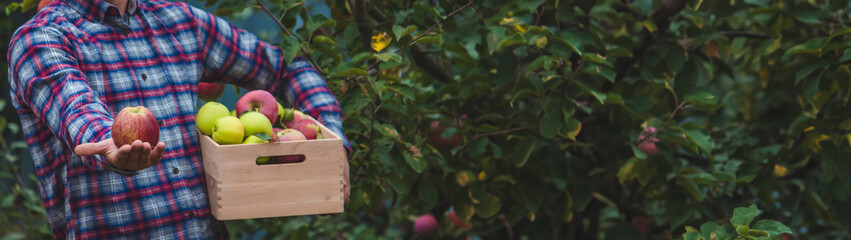 the farmer collects apples in the garden in a wooden box.