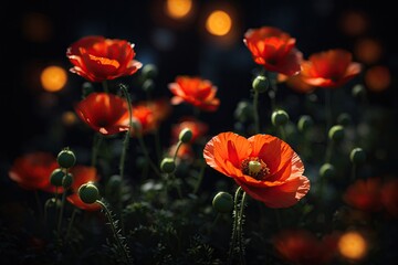 Obraz premium Flowers Red poppies blossom on wild field. Beautiful field red poppies with selective focus. dark low key