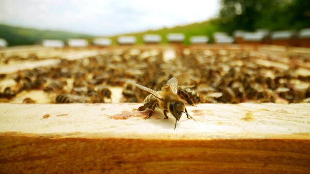 Up-close look at honeycomb frames in beehives with lots of bees working busily. Active bee colony crafting wholesome organic honey. Beekeeping field. Concept of apiculture.