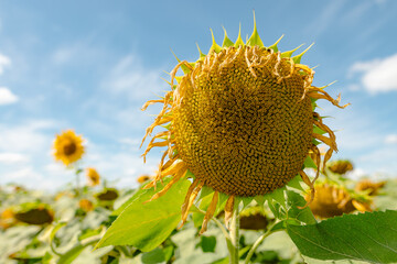 sunflower against sunny blue sky, sunflower cultivation concept