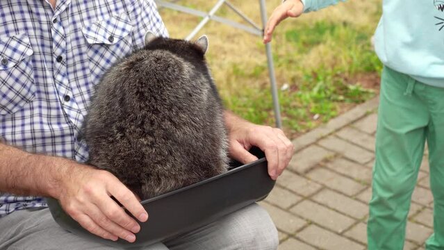 A man holds a domestic raccoon in his arms, the child carefully strokes him.