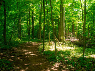 hiking trail on a sunny spring day in forest in the park