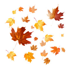 Fototapeta premium Autumn falling leaves isolated