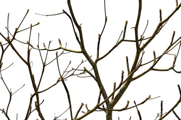 Tree branches without leaves on transparent background.