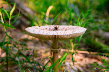 Beautiful photo of wild mushrooms.