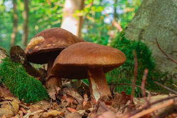 Cep Mushroom in a forest scene among fallen leaves in the sun