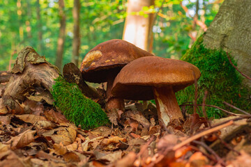 Cep Mushroom in a forest scene among fallen leaves in the sun