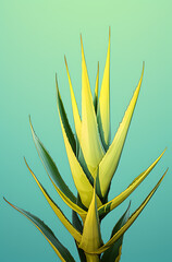 aloe vera plant