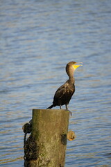 heron at the pier 