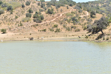 Fototapeta na wymiar Hermosos caballos a orilla de la laguna junto a paisaje árido y cerros