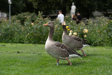goose living in freedom on top of a grass floor