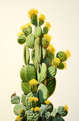 cactus with yellow flowers