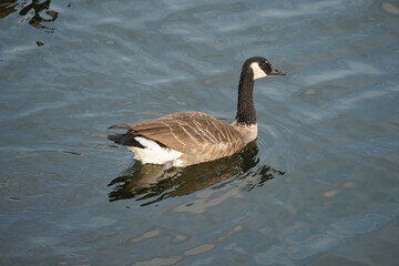 country goose branta canadensis