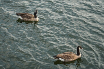 country goose branta canadensis