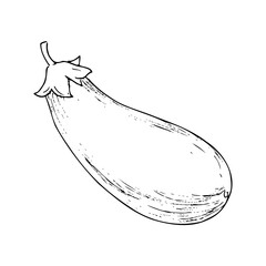Eggplant graphic drawing isolated on white background for menu and design
