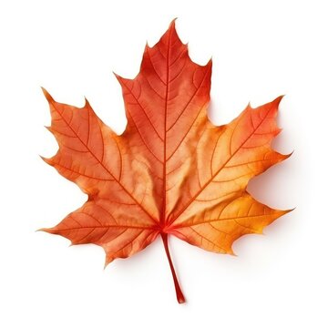 Autumn colored fall leaf isolated.
