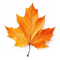 Naklejka na ściany i meble Autumn colored fall leaf isolated.