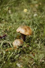 wild mushrooms in a southern german forest growing among the grass
