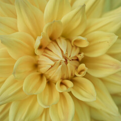 Dahlia Flower With Yellow Leaves, Yellow Flowers, Closeup
