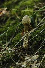 wild mushrooms in a southern german forest growing among the grass