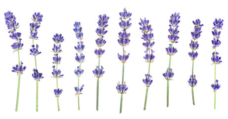 Group of lavender flowers isolated on a white background, top view.
