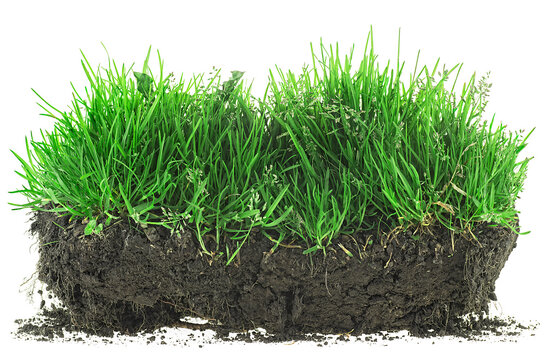 Green Meadow Grass With Roots In Black Soil Isolated On A White Background