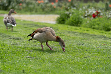 goose living in freedom on top of a grass floor