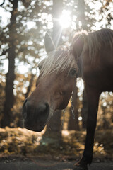 Ukraine, young horse, horse look, the horse looks at the camera