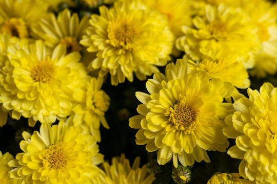 Macro image of yellow Chrysanthemum flowering plant