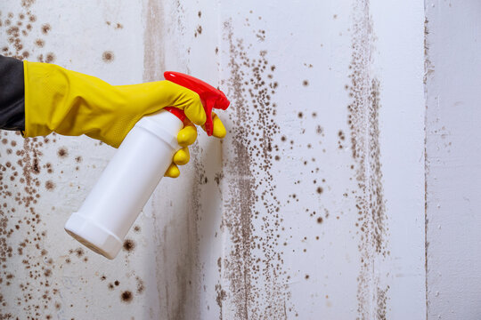 Cleaning the wall with the help of a sprayer from spots of toxic mold and fungus bacteria. Concept of eliminating the problem of mold indoors on the walls