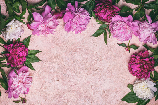 Abstract floral frame layout with copy space for text. Peonies on pink background. Romantic composition, flat lay, top view