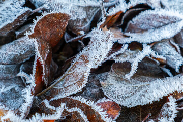 Frosty leaves with shiny ice frost in snowy forest park. Fallen leaves covered hoarfrost and in...