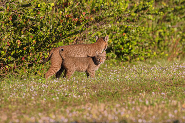 Bobcat Mother and Kitten in a field