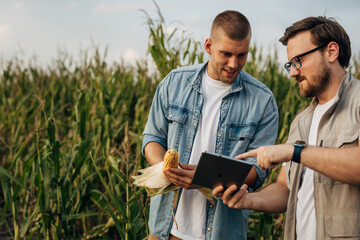 Two agronomists checking the quality of a corn crop.