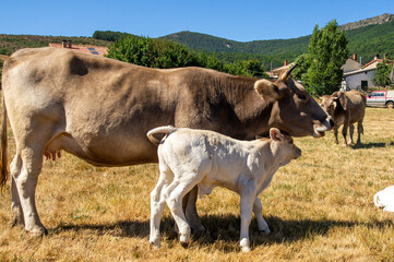 Vaca de raza ratina con su ternero en una pradera.