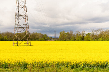 Yellow field of rapeseed during flowering, among the field there is a high-voltage power line.