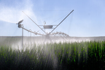 Irrigation on a Corn Field, Portugal 2023
