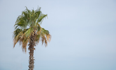 Fototapeta premium Palm tree on a blue sky background with copy space for text