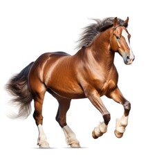 Obraz premium Brown horse run gallop isolated