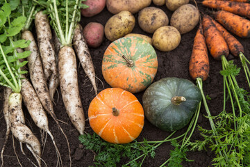 Autumn harvest of fresh raw carrot, pumpkin, daikon radish and potato on soil ground in garden....