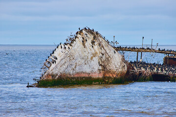 Prow of ship wreckage poking out of ocean with birds swarming its exposed surface